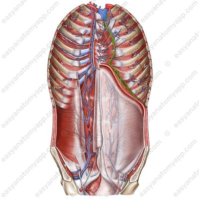 Перикардодиафрагмальную артерию (arteria pericardiacophrenica)